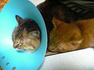 20090317cat.jpeg