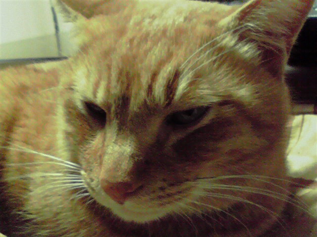 P1000541.jpg